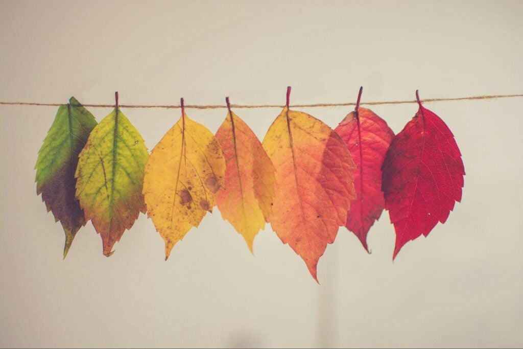 Multicolore leaves hanging upside down on a clothesline.